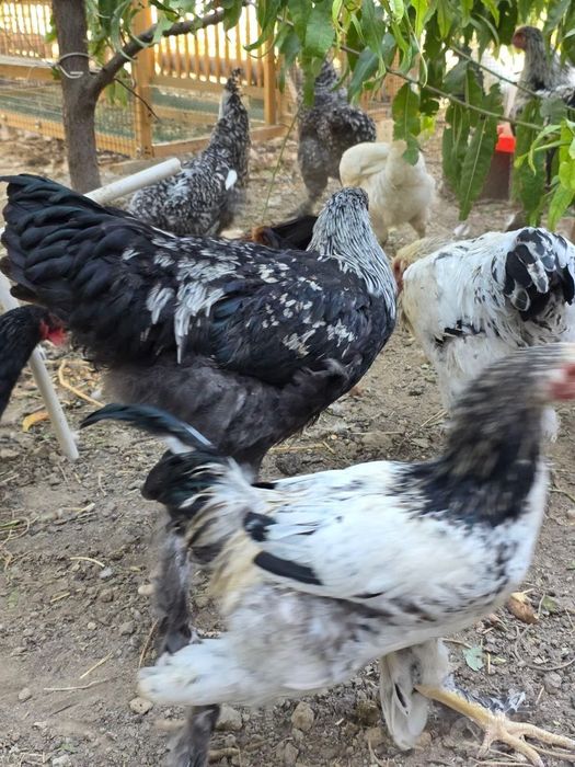 Brama tovuq va xorozlari 6-7 oylik sotiladi