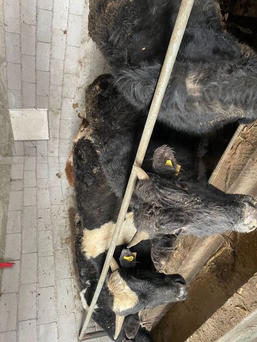 Продам бычков 1.3 1.5