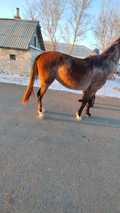 Таза қанды ағылшын байтал