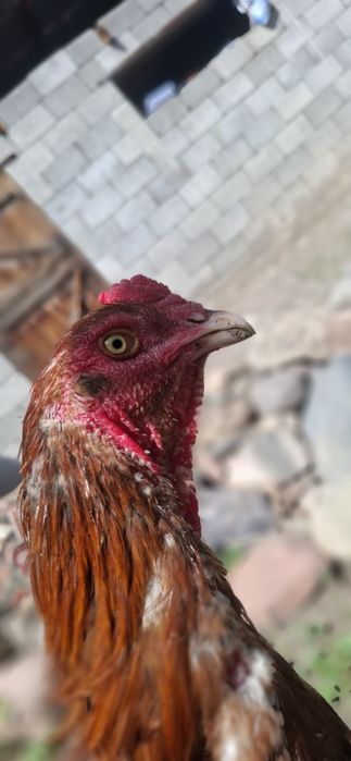 Шамо микс 6 ай адемы кораз