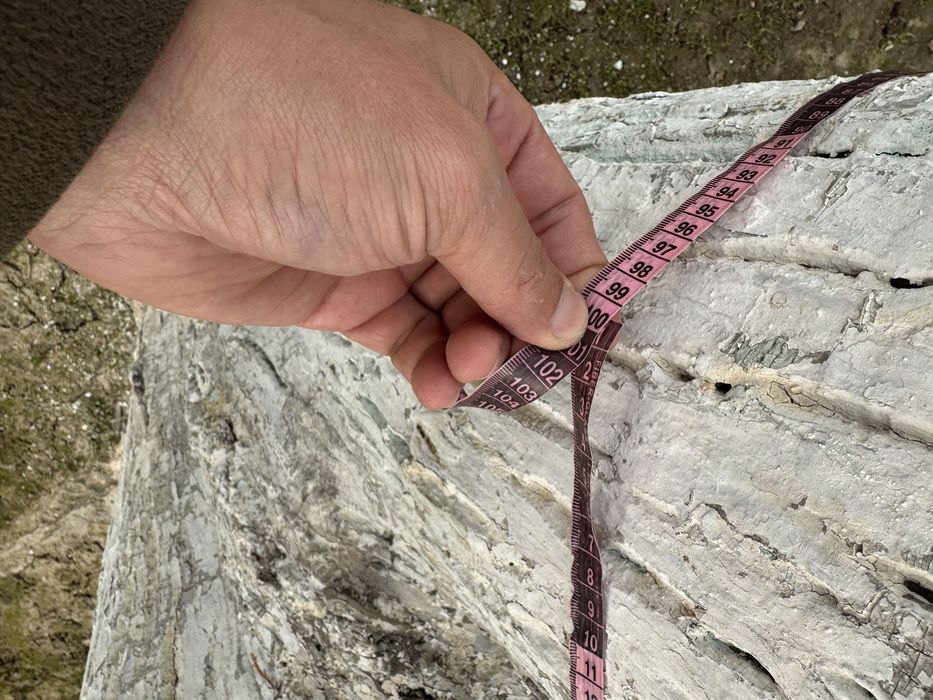 Yongʻoq daraxti sotaman