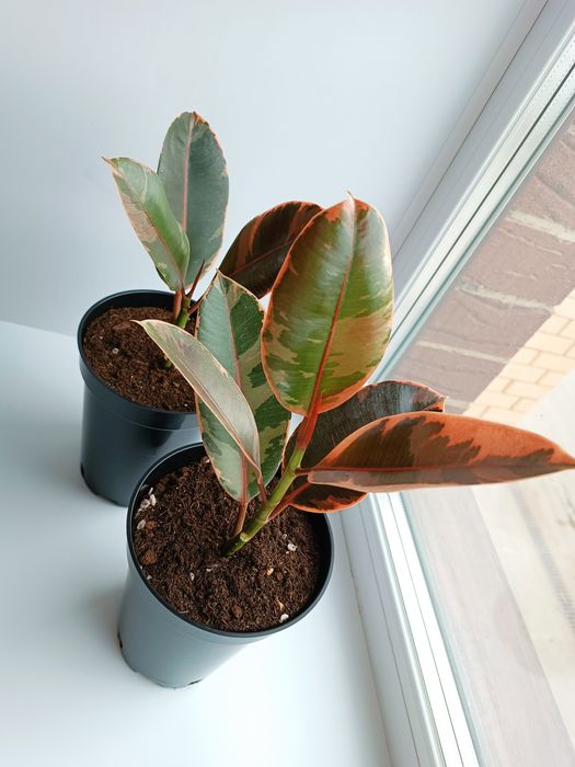 Продам комнатные растения