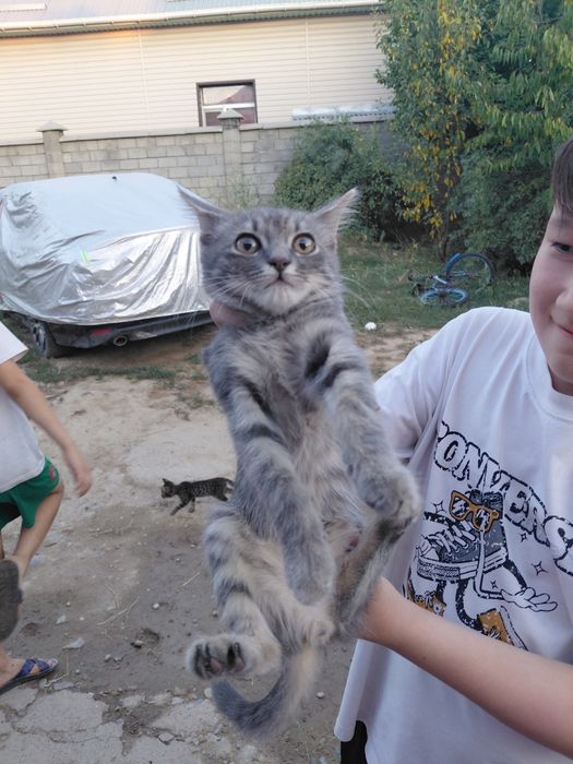 Слива сатылады уйдін сливасы