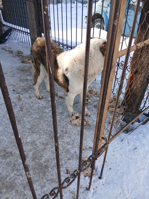 Отдам в хорошие руки