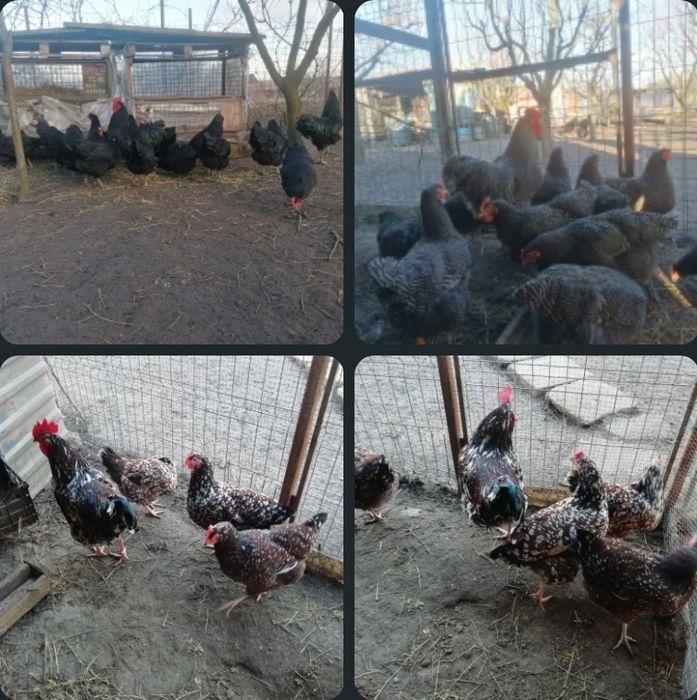 Ouă pentru incubat de la găini Australop, Susen porțelan, Plymont bara