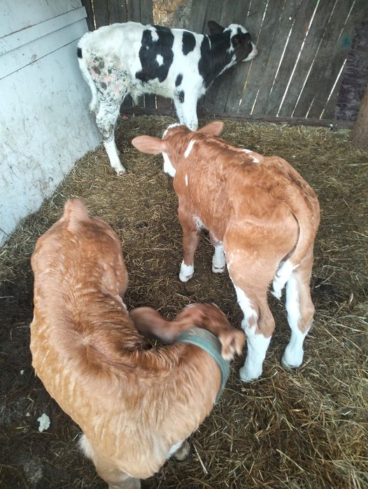 Vând 5 viței, pentru detalii sunați-mă