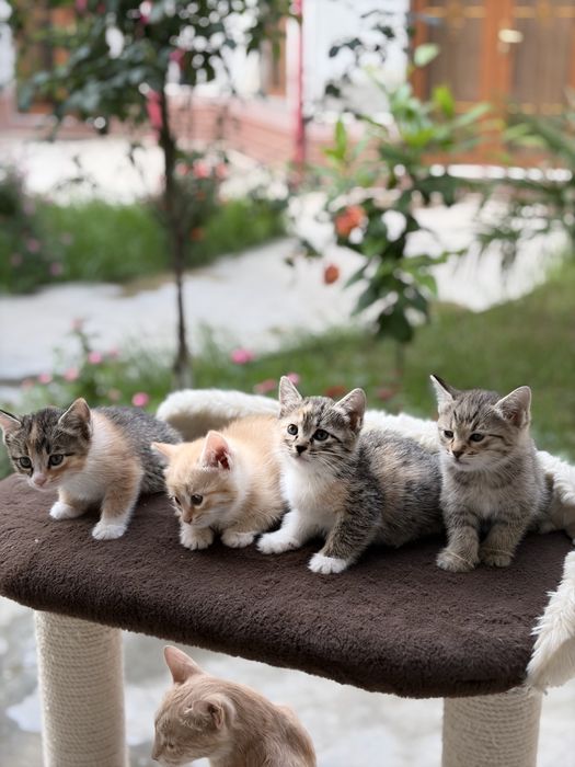 Котенок.