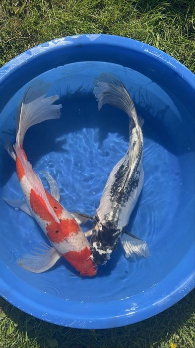 Crapi Koi import Japonia