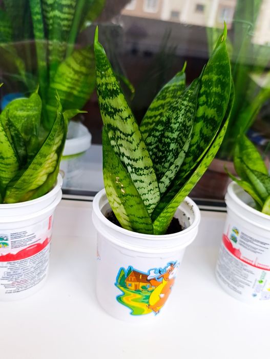 Комнатные растения