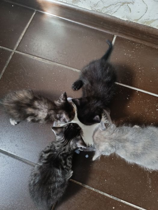 Котята бесплатно
