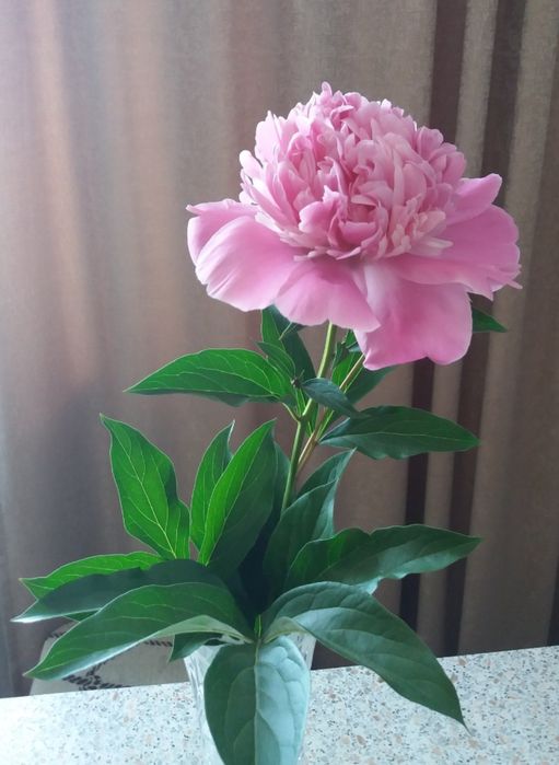 Продам пион розовый
