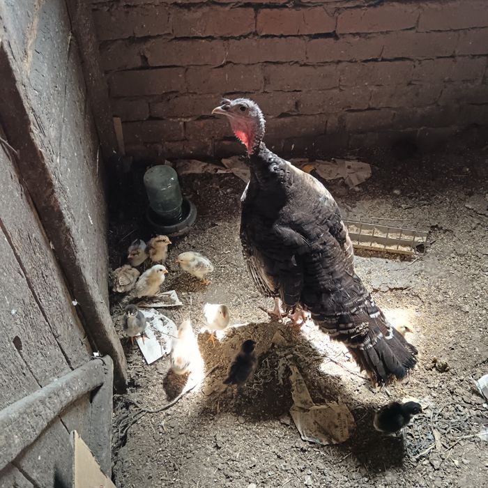 Продам индюшку с цыплятами