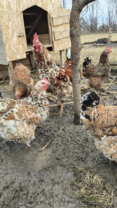 Oua de gaini pt incubator