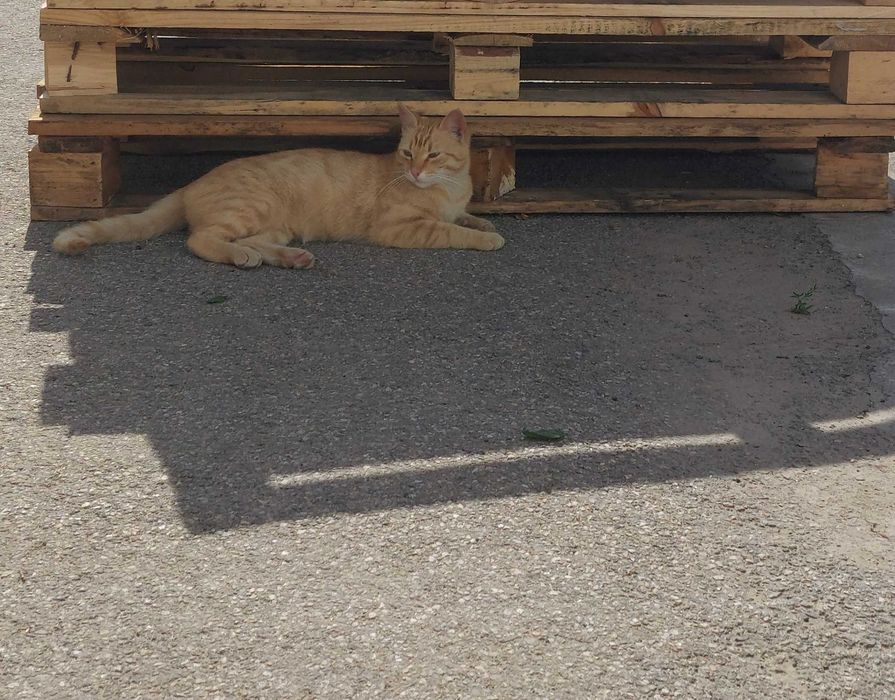 Adoptie pisica blândă și jucăușă la apartament.