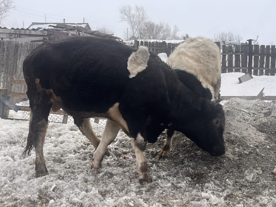 Продам быка 2 годовалого