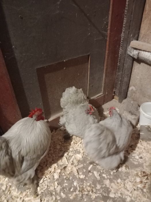 Cochinchina. Pitic Izabel