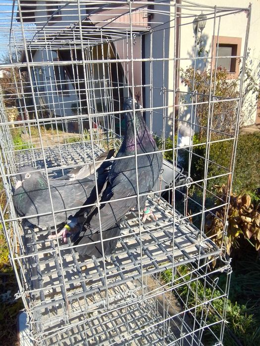 Vand porumbei creti francezi capaciti si jucatori de Baku