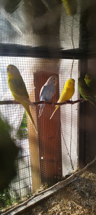 Peruși  ,pui și perechi reproducătoare