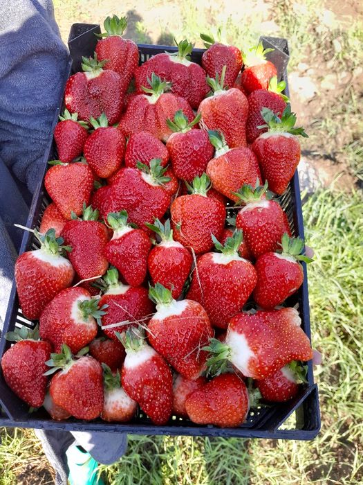 Предлягам страхотен расад