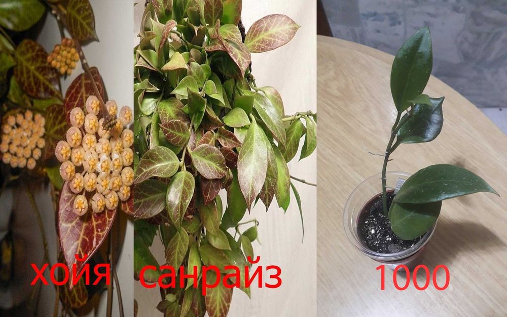 Продам  разные  цветы