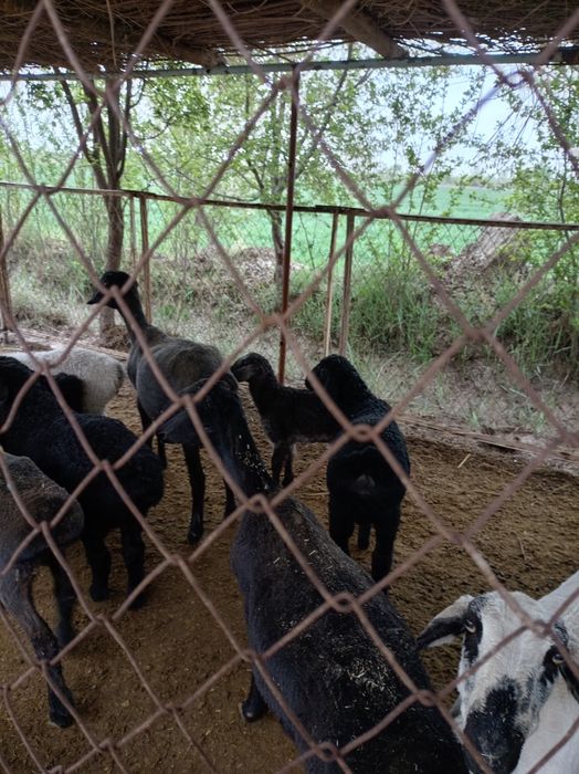 Ширбозлар сотилади