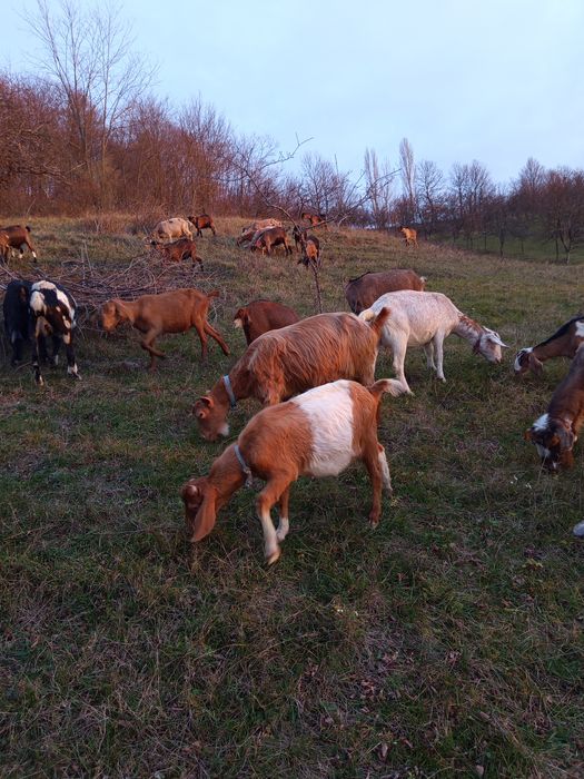 Vand un țap de 9 luni