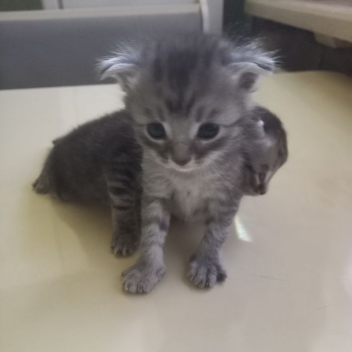 Вислоухие котята 1 месяц мальчики и девочка