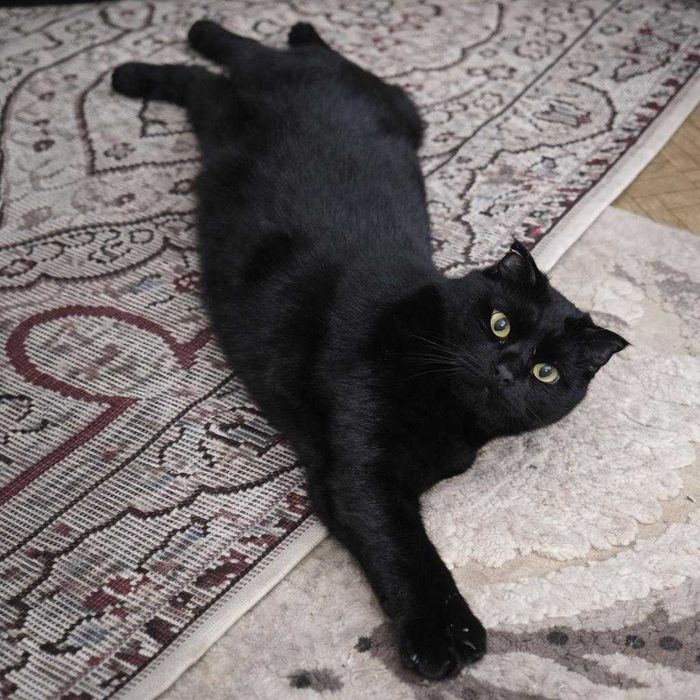 Очаровательная кошечка ищет дом