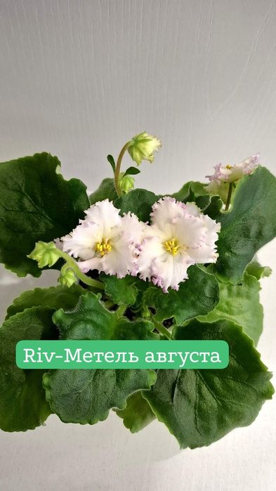 Продам сортовые, цветущие фиалки
