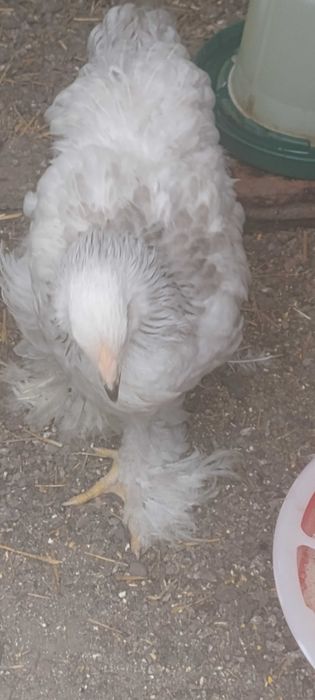 Pui brahma  50 lei bucata