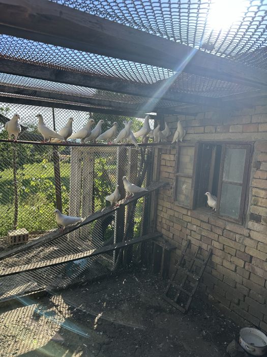 Кокошка Японска и бели пощенски гълъби