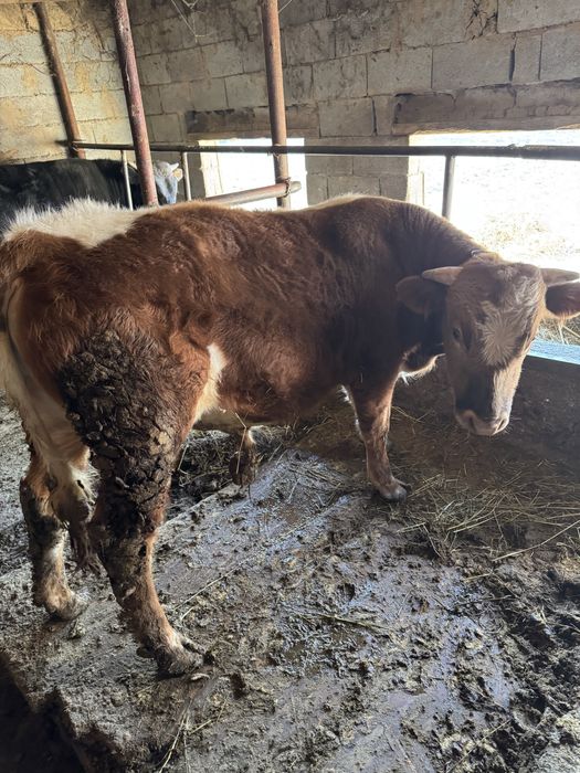 Продам бычков год и два месяца