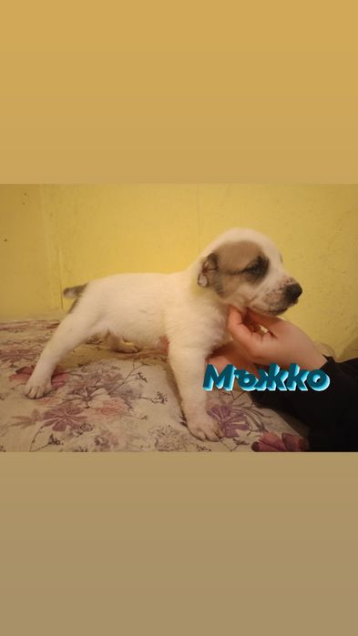 Продавам кученца порода АЛАБАЙ