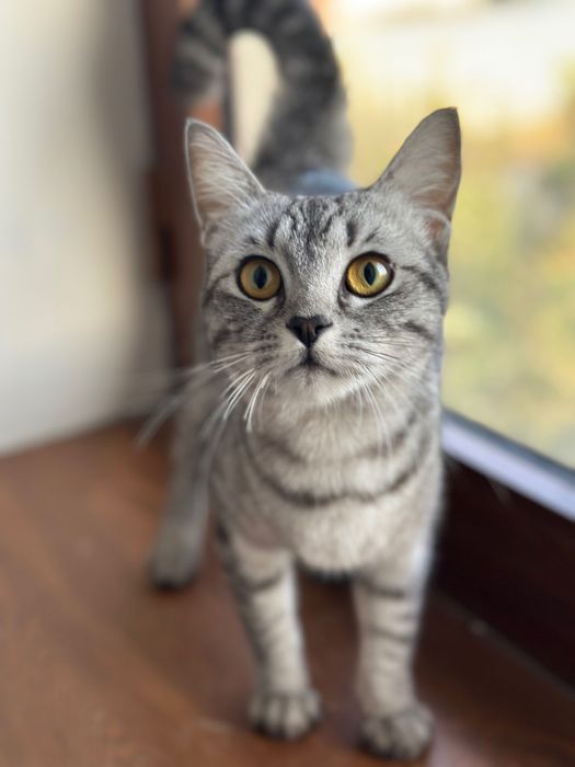 котенки скотиш страйт