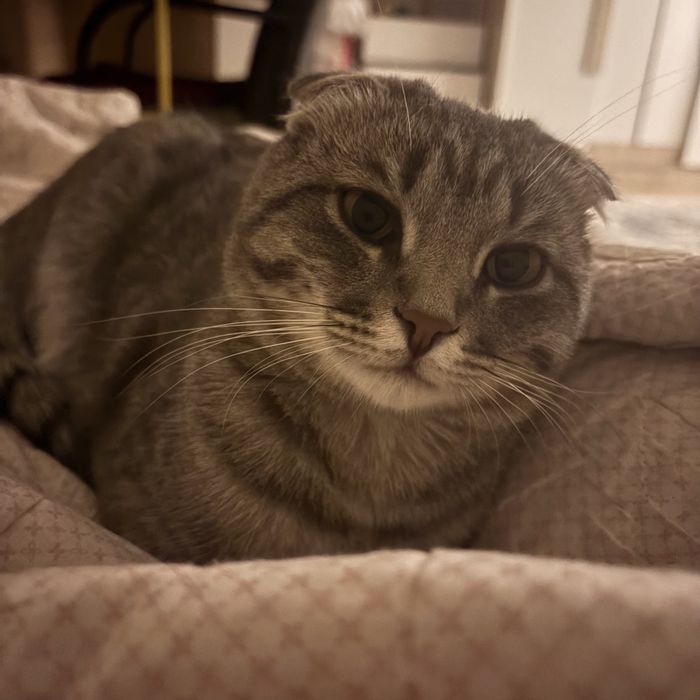 Шотланская висолуха кошка 1 год