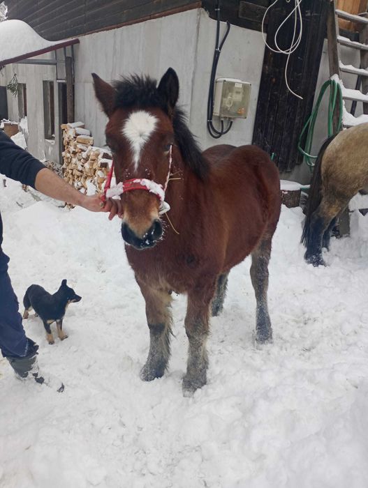 Vând mânz de 6 luni
