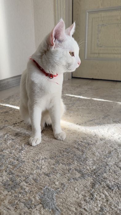 Отдам в добрые руки