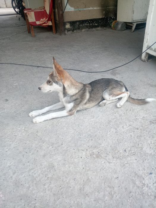 Собака в хорошие руки