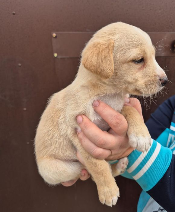 Бесплатно щенки- звонки