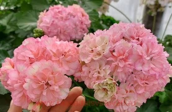 Сортовые пеларгонии