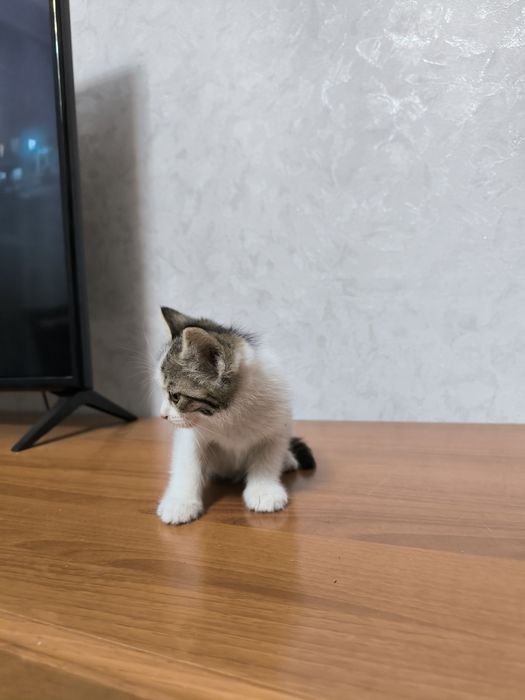 Отдам даром в добрые руки котят