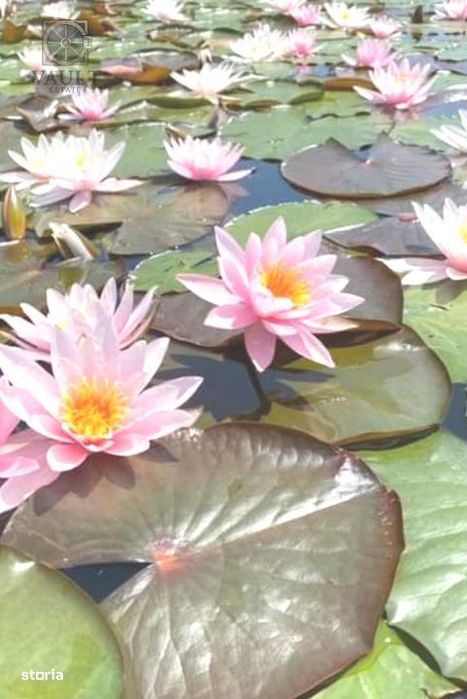 Teren Snagov -900 mp