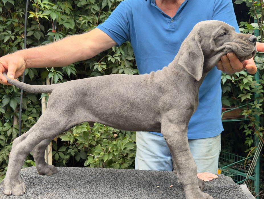 Dog german albastru