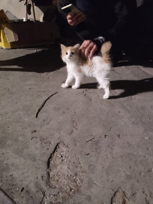 Котёнок, девочка