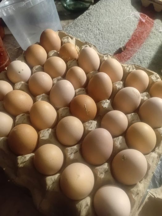 Продам Яйца куринные для инкубатора.
Цена 200 тг./шт.