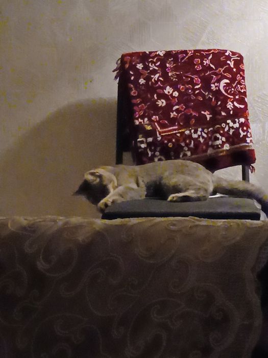 Mushuk sotiladi britan