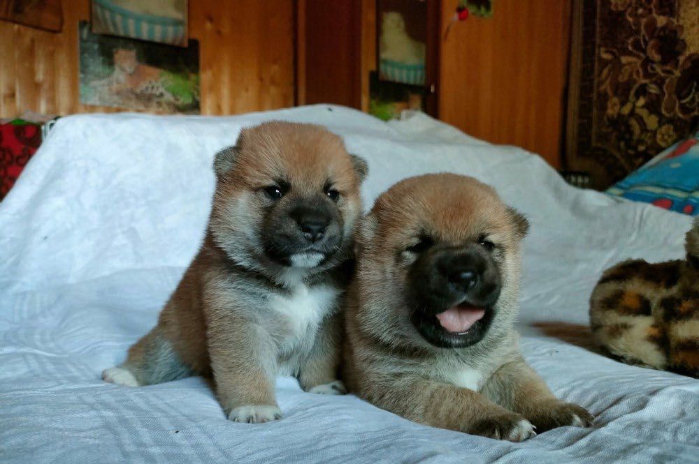 Сибаину два мальчика