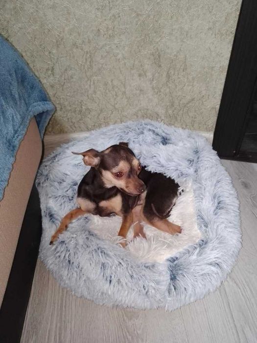 Меко кръгло легло с качулка за котки, за котка, куче, кучета - 4332