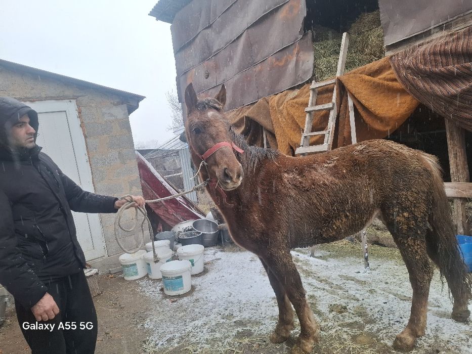 Конья полукровка