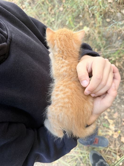 Котята очень красивые